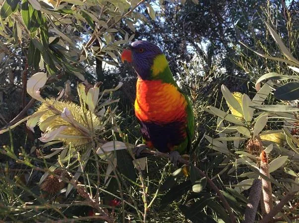 Figure: Loreto sits under the Sydney Harbour Bridge, and has some of Sydney’s best views, as well as beautiful rainbow lorikeets.