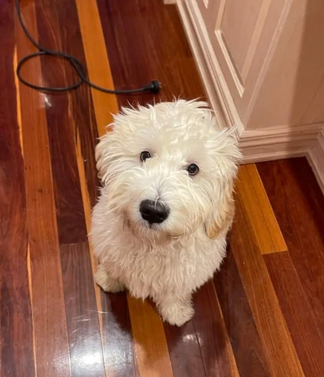 Simba the puppy