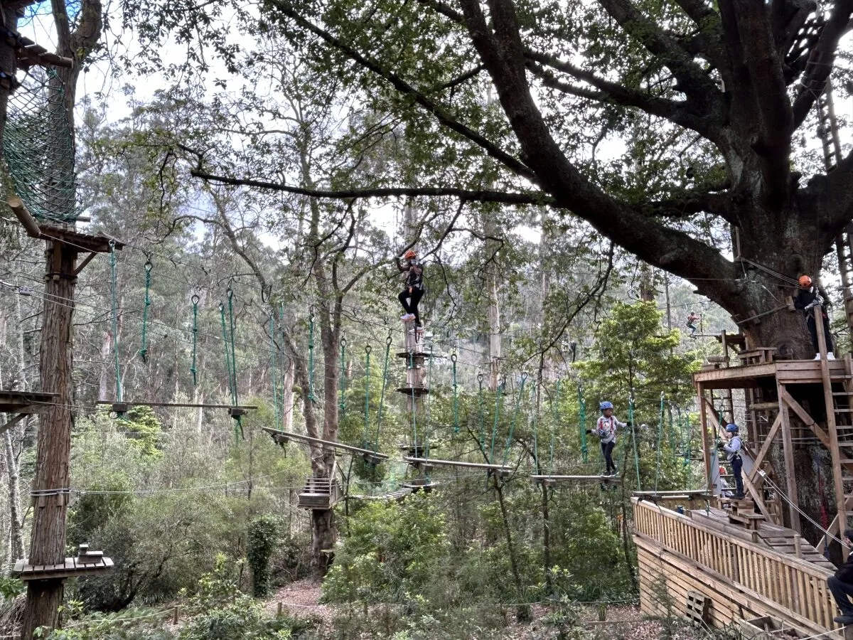 Kids at Tree Tops