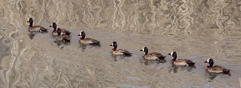 Ducks in row