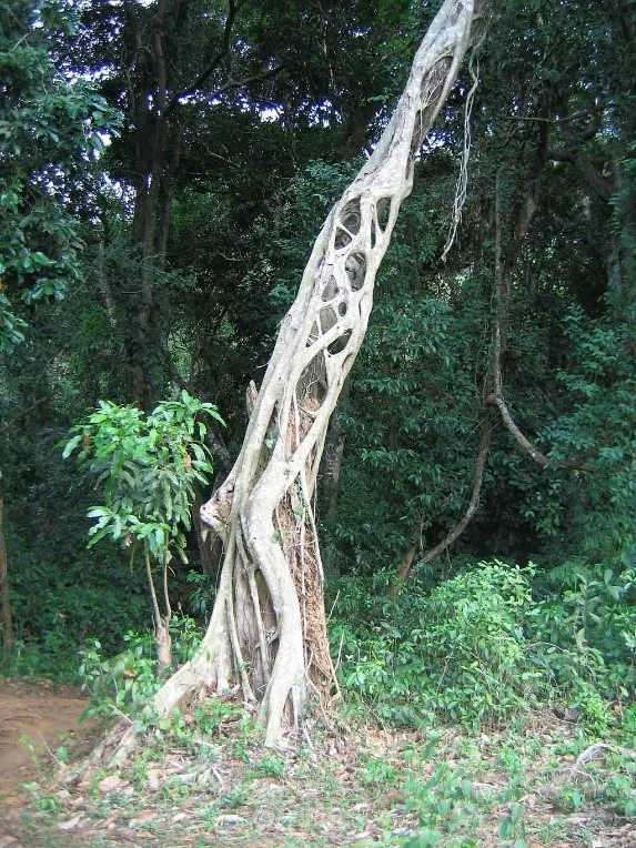 Strangler Fig tree